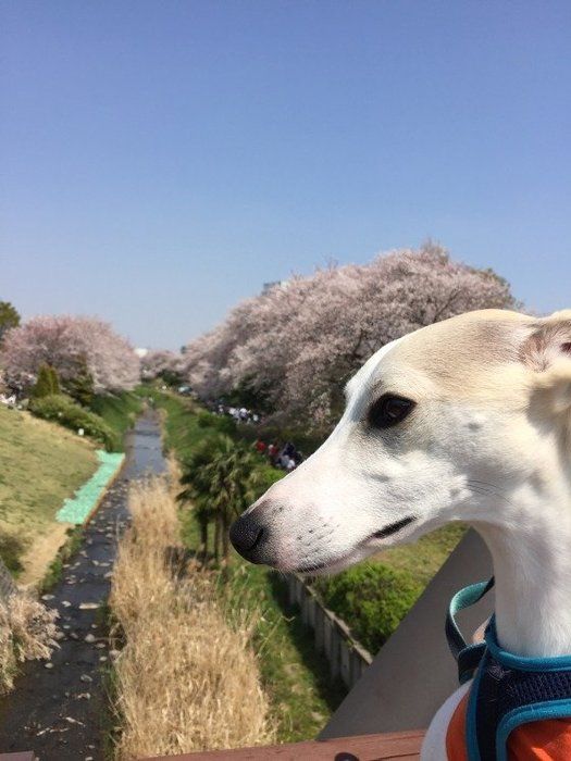 ウィペットのポワロくん