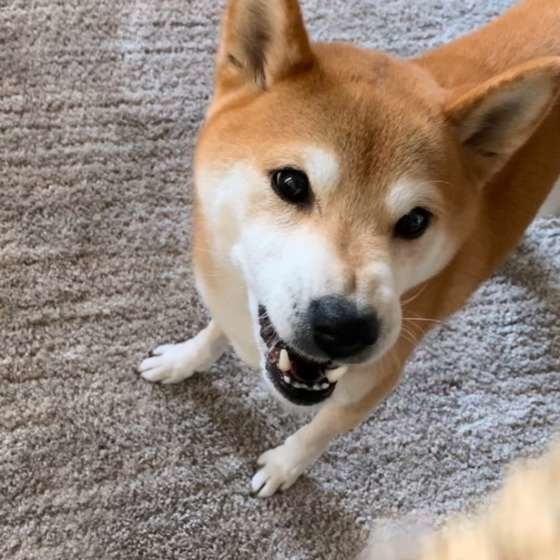 柴