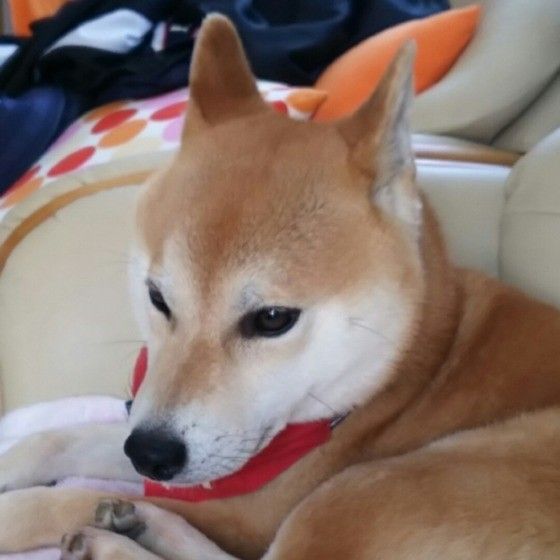 柴犬