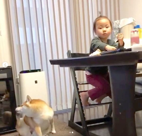 リンゴがほしい柴犬