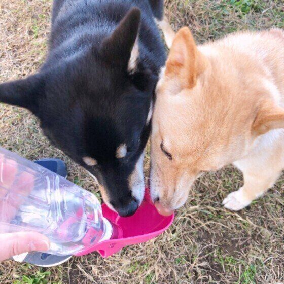 柴・ラガーちゃん・水飲み