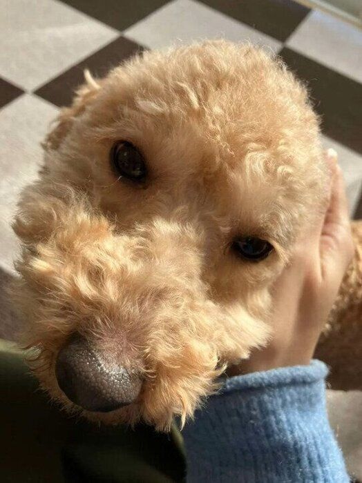 お迎え当日の犬 推定4才