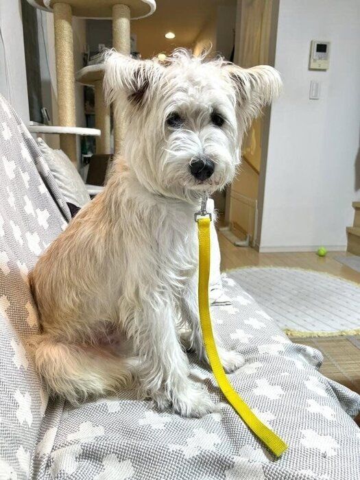 警戒心の強い元野犬をお迎え→徐々に人に対する警戒心が薄れ、ご近所の方々に愛される散歩が大好きな犬に!