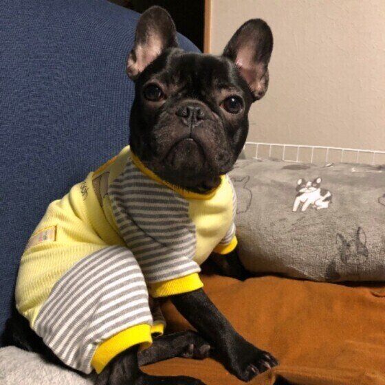 お座りしてこちらを見つめるフレンチ・ブルドッグのげんくん