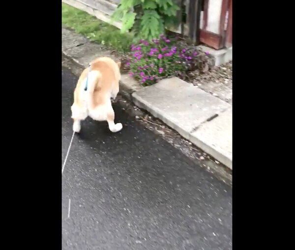 お散歩中にアライグマと遭遇した福丸くん