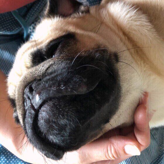 まったりするパグ