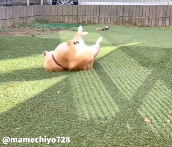お風呂後にハイテンションになる豆千代くん