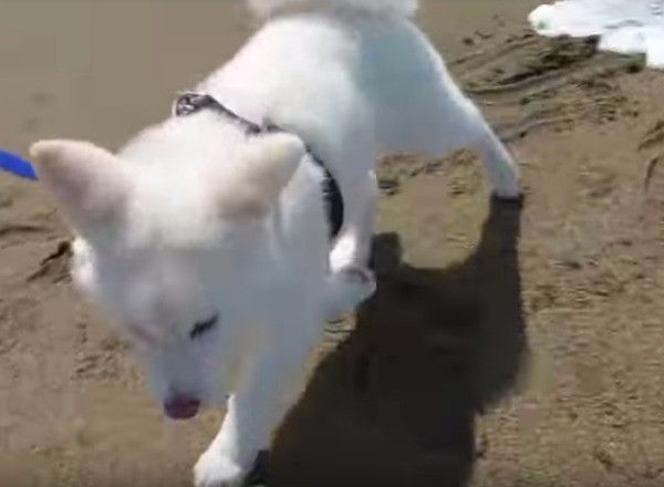 秋田犬