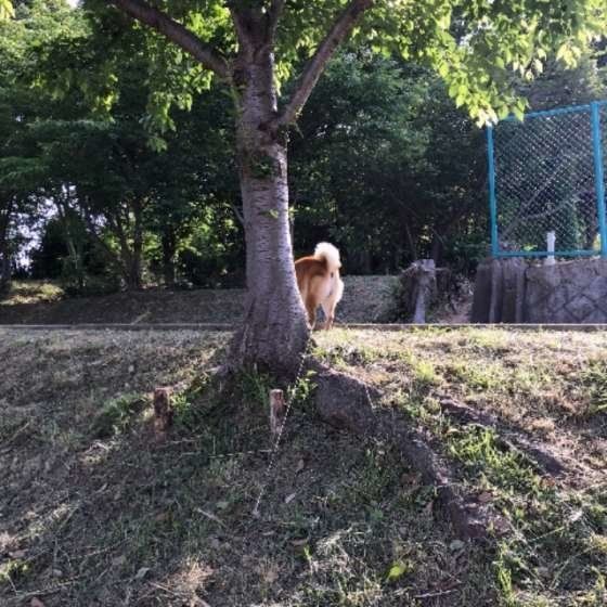 吟くん 柴