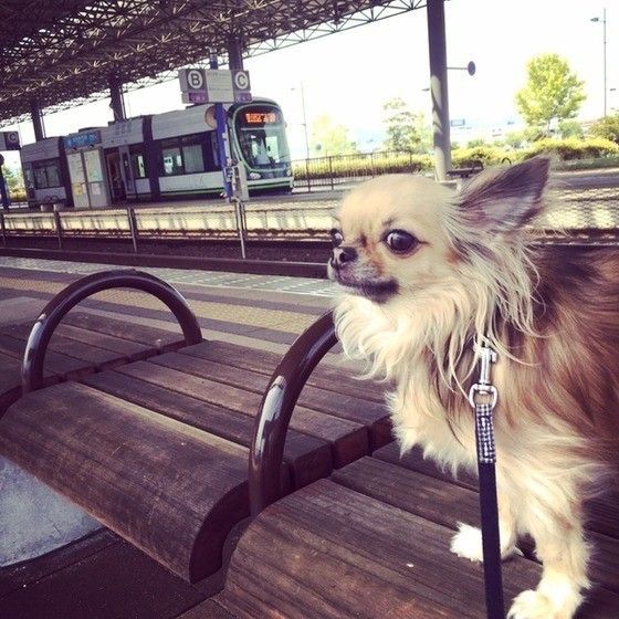 電車見学に来たチワワ