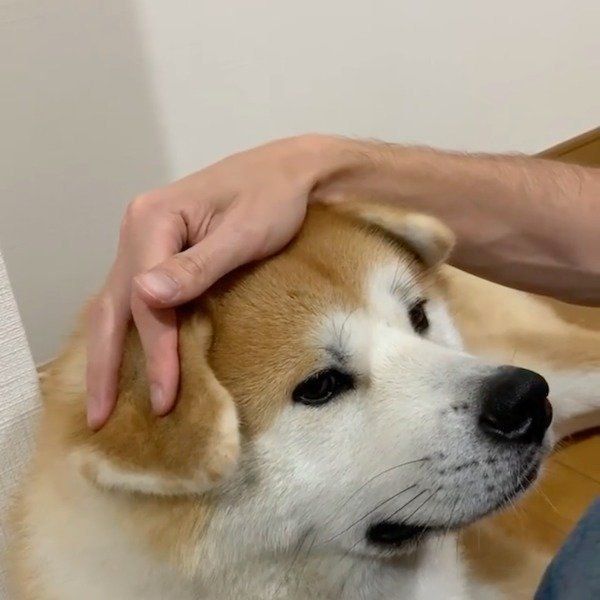 秋田犬の子供の頃を懐かしむパパさん