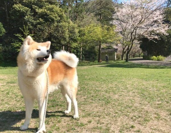 お散歩するじんくん
