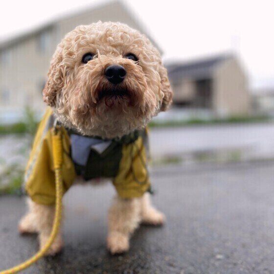 雨の日にお散歩する犬(トイ・プードル、オス)