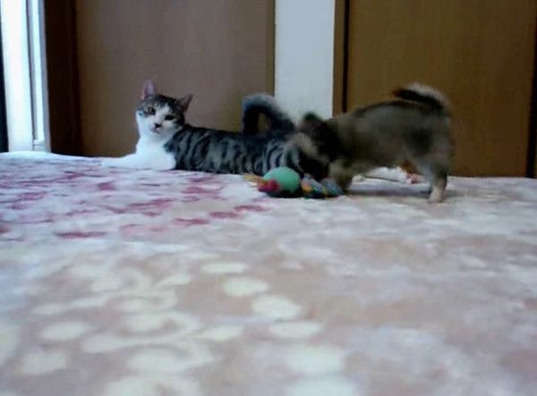 先輩猫