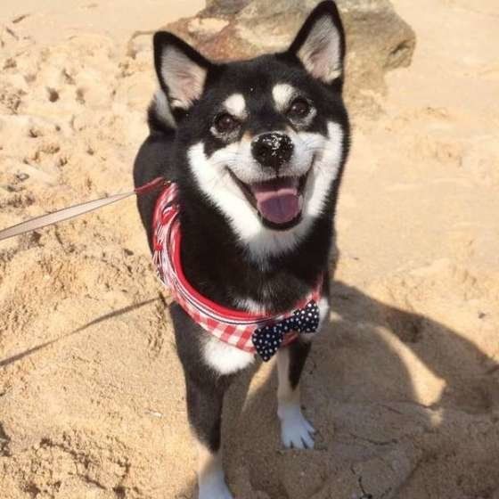 満面の笑顔の柴犬