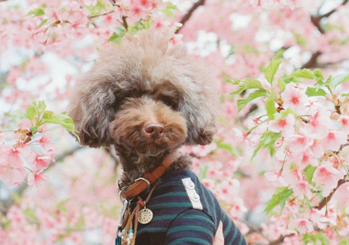 東京都 代々木公演 桜 花見 犬の写真