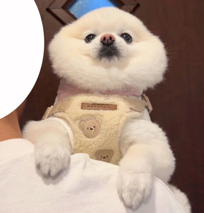 見た目が肉まんのようなぽんちゃん