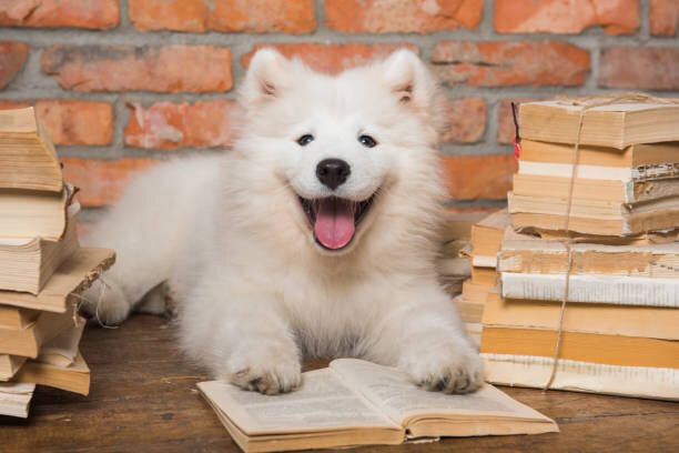 本と白ふわふわサモイド子犬