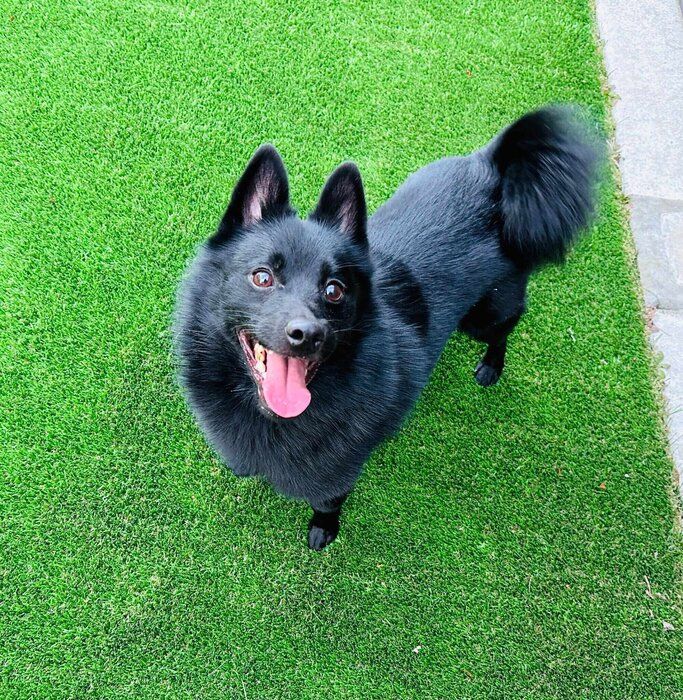 こちらを見つめるスキッパーキ