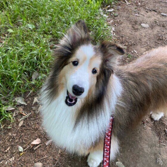 シェットランド・シープドッグのあずきちゃん