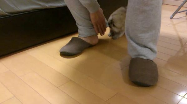 足にくらいつくポメラニアン
