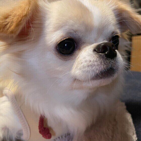 チワワ