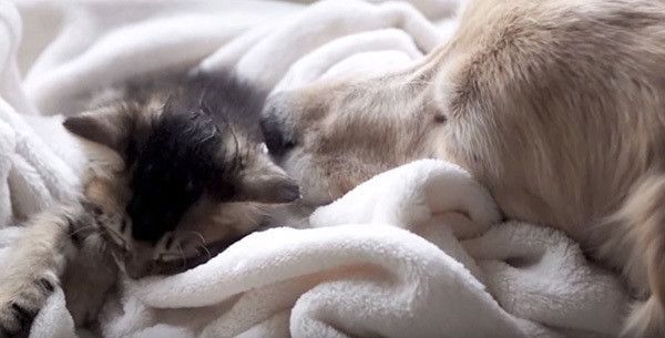 子猫とゴールデン・レトリーバー