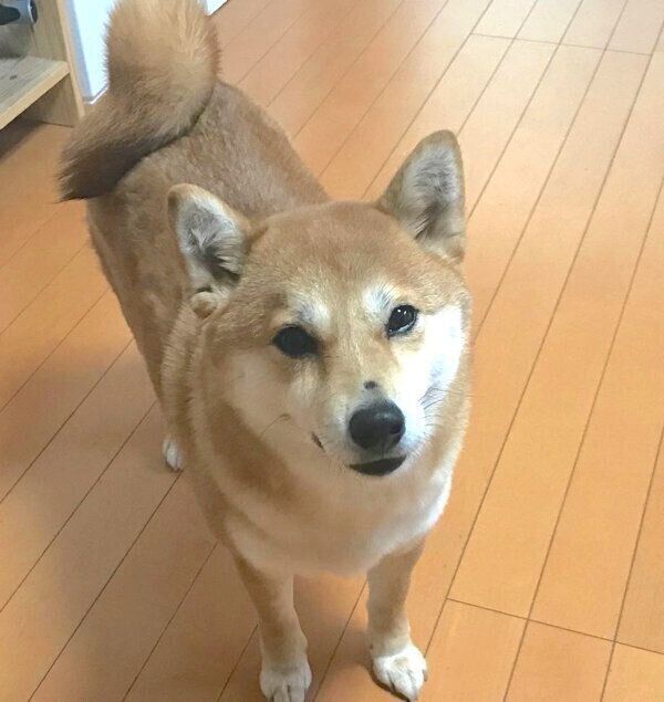 見つめるミクちゃん