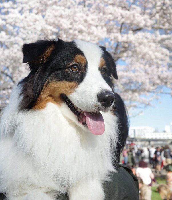 花見を楽しむコペルニクスくん