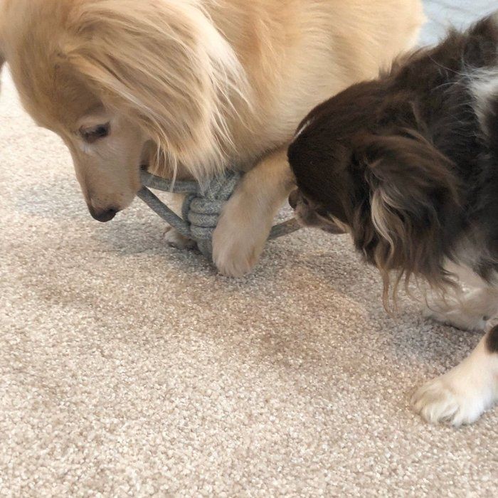 引っ張る犬たち
