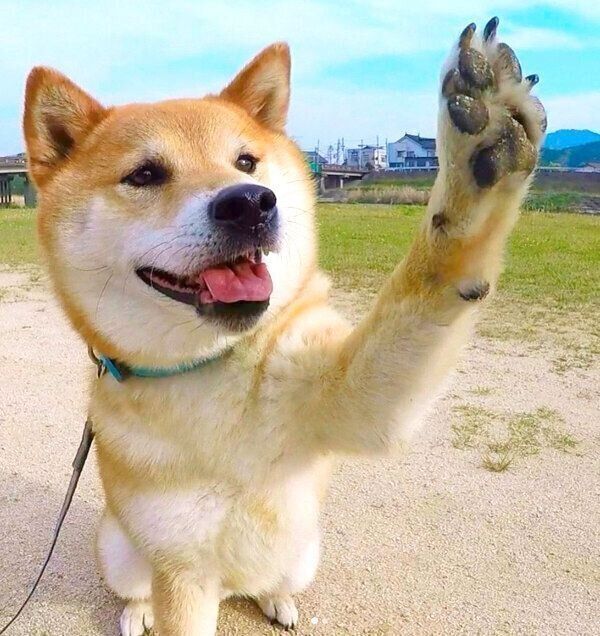 前足をあげる福くん