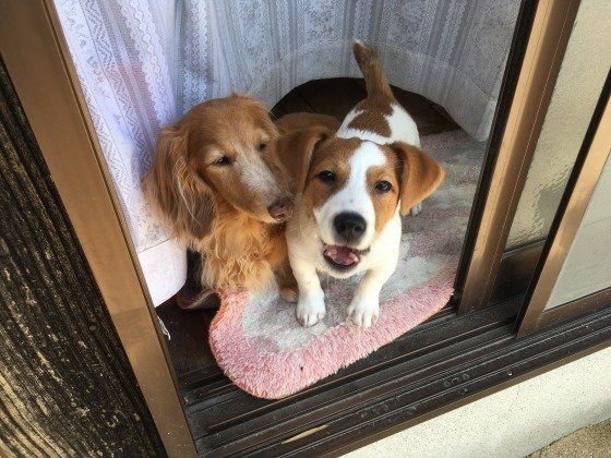 2匹で笑顔