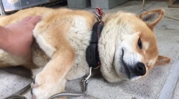暑さで無気力になる柴犬