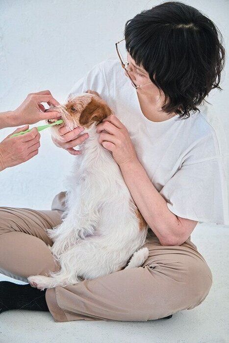 歯みがきをされる小型犬