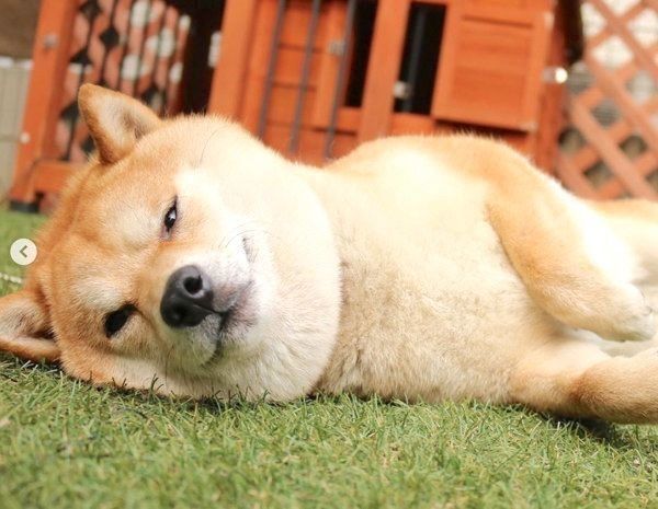 寝転がる豆柴
