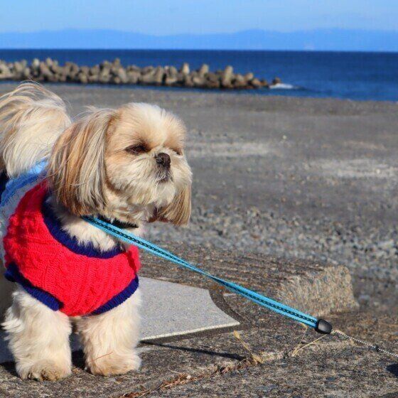 海辺を散歩するシー・ズー