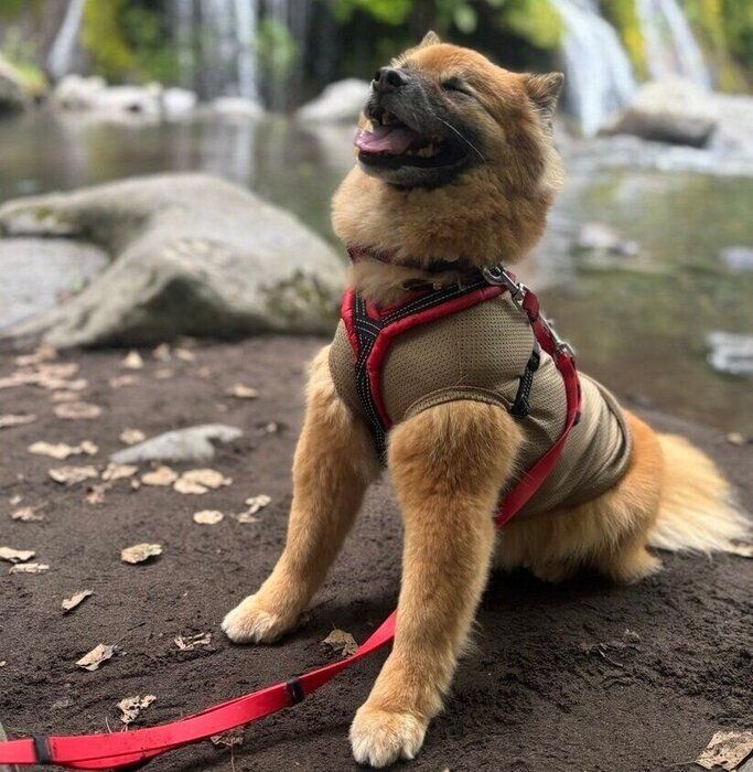 自然のなかで目をつぶるはぐみちゃん