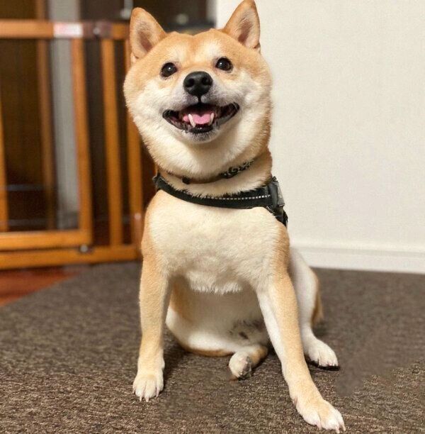 笑顔の豆千代くん