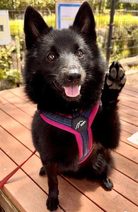 「ハーイ」のポーズが約1.4万いいねで話題の愛犬　持ち前のやんちゃさで家族を支える姿に心温まる