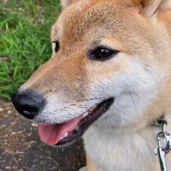 いぬのきもち チャンスイット