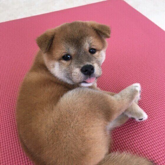 フローリングで走るのはどうしてNG?思わぬケガにつながることも いぬのきもち