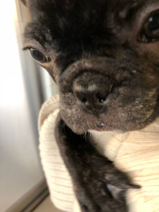 ラブリの犬