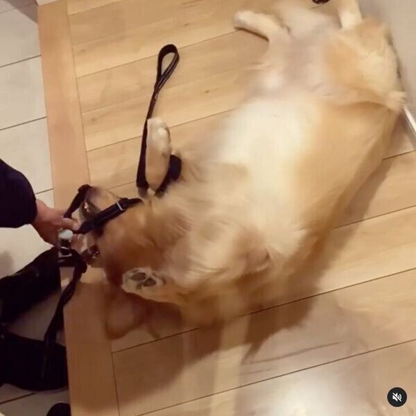 お散歩に行きたくないモッシュくん