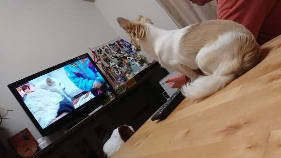 テレビを見るチワワ