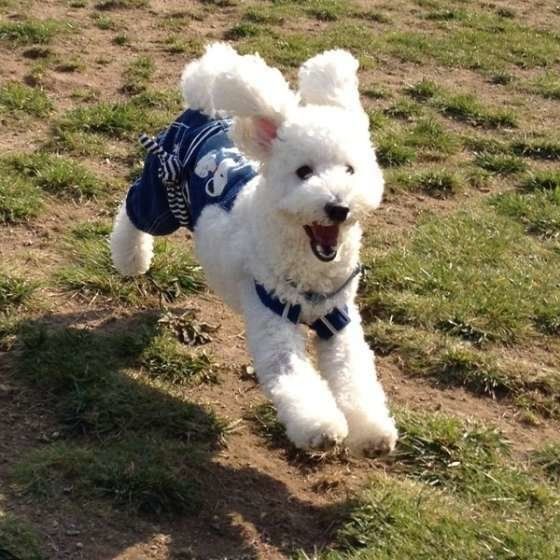 耳が羽がわりで、飛んでるワン
