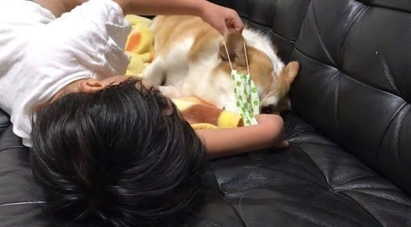 風邪をひいていないのに看病されるコーギー