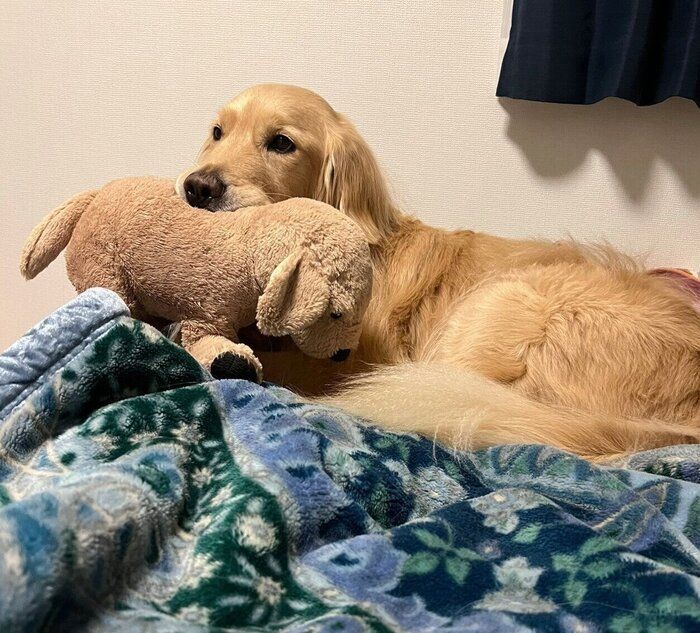 ぬいぐるみをくわえて飼い主さんのベッドを占領するいなりくん