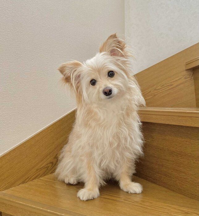 ちょこんと座る姿がかわいらしい犬