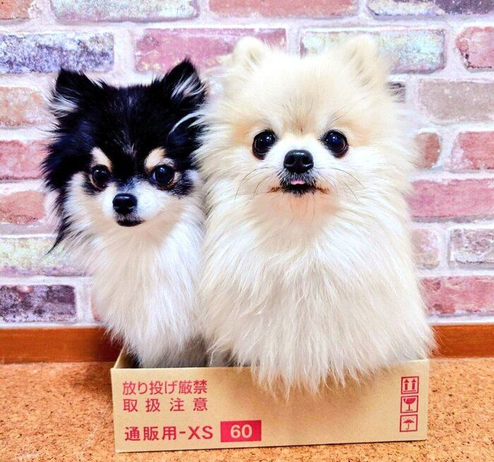 仲良く箱の中に入るこまちちゃん、てまりちゃん