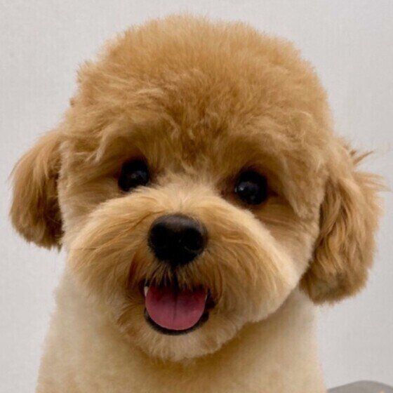 pooくん(Mix)